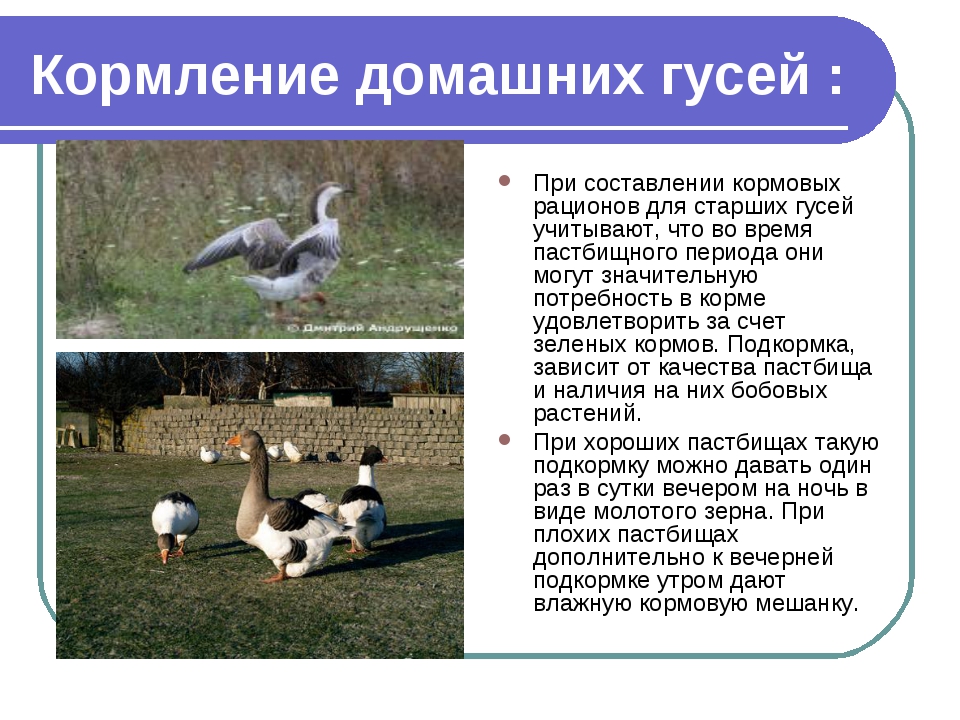 Рацион гусей в осенне-зимний период