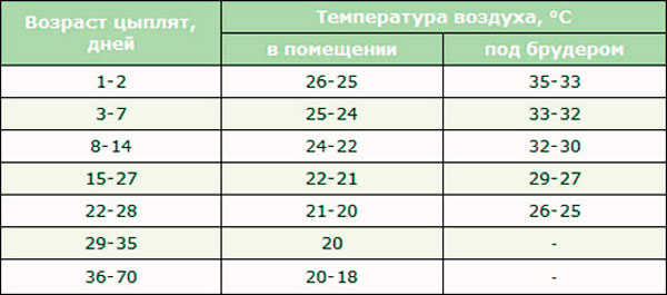 Температура содержания цыплят: таблица режима по дням для суточных птенцов и до двухмесячного возраста