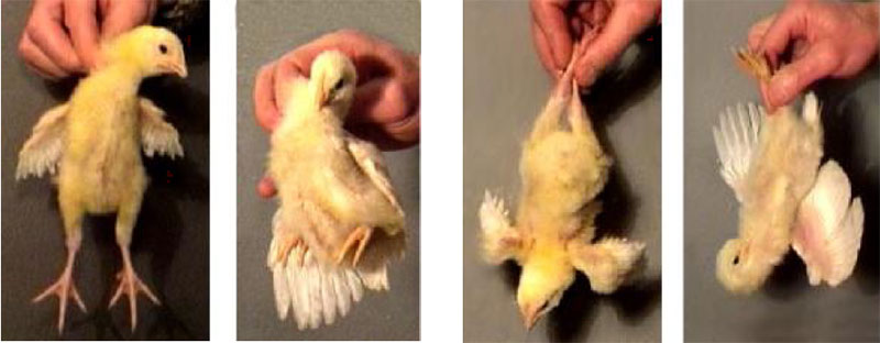 Как подрезать кривой клюв курице в домашних условиях