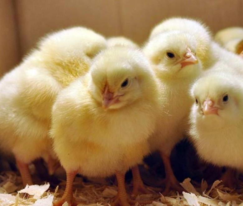 Родительское стадо кур – здоровые цыплята от здоровых родителей