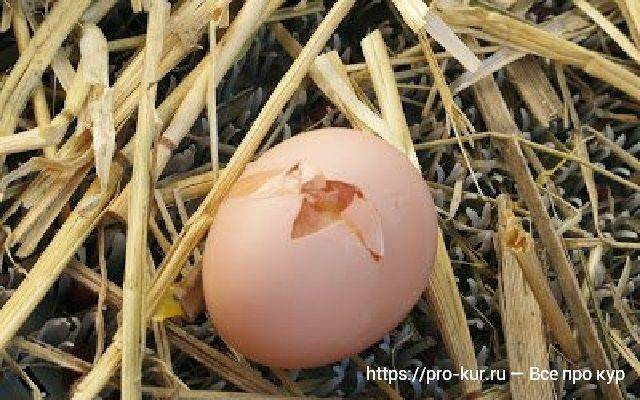 Расклев и поедание курами яиц: признаки, причины и способы борьбы с проблемой