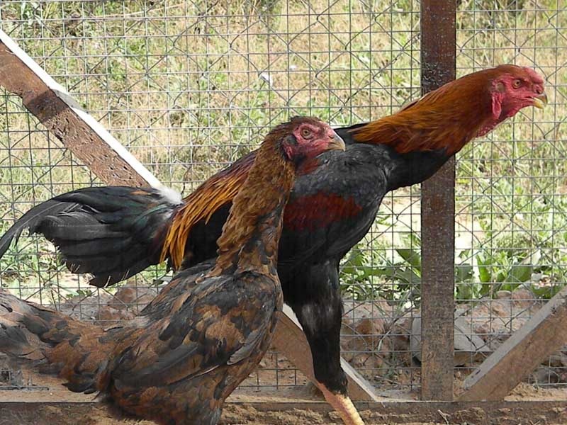 Узбекская Бойцовая порода кур