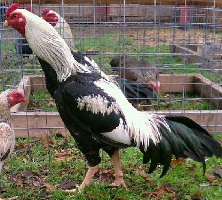 Малайская бойцовая порода кур. Характеристики, описание, содержание, кормление и инкубация
