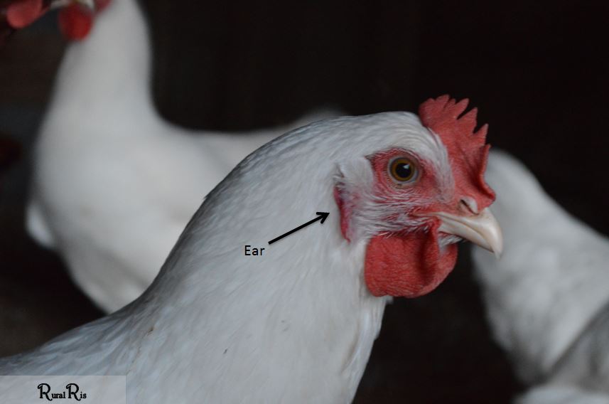 Есть ли у курицы уши и где именно?