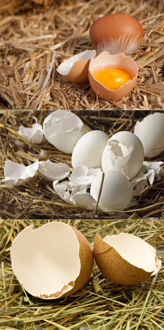 Почему у куриных яиц тонкая скорлупа и что делать