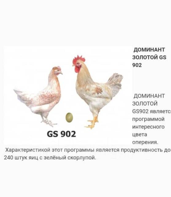 Чешский доминант - яичная порода кур. Характеристики, особенности разведения и кормления кросса, инкубация