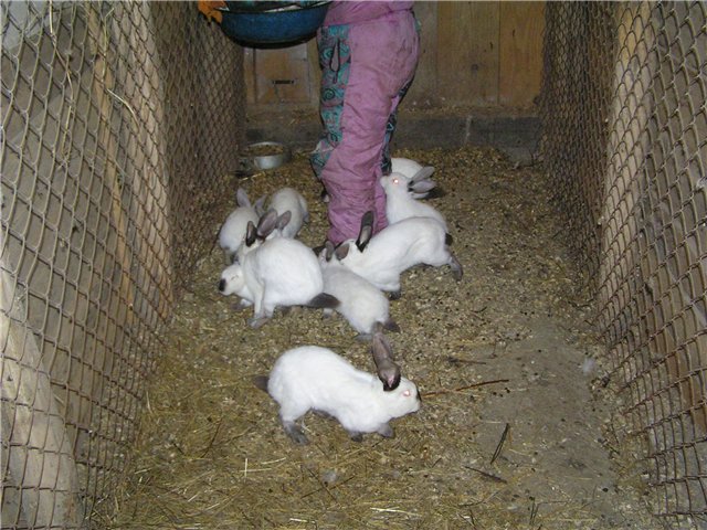 Можно ли содержать кур и кроликов вместе в одном помещении? Трудности и подготовка помещения
