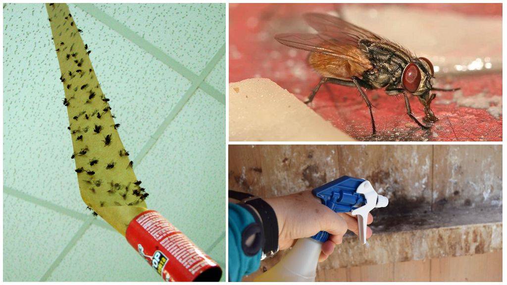 Как избавиться от мух в курятнике: чем они опасны для птиц? Лучшие препараты и народные методы