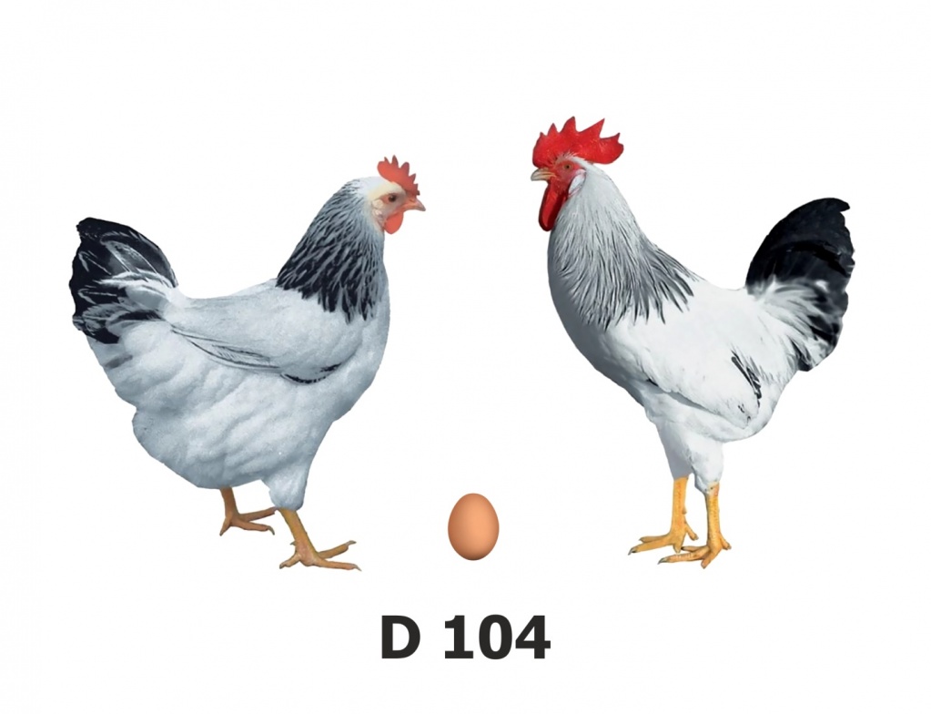 Доминант суссекс 104 - яичный кросс кур. Описание, содержание и выращивание, кормление, инкубация