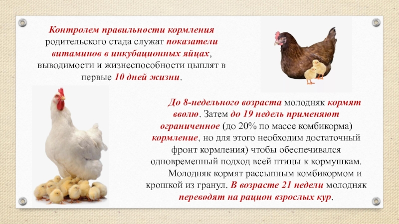 Руководство по кормлению цыплят и кур для сбалансированной диеты в любом возрасте
