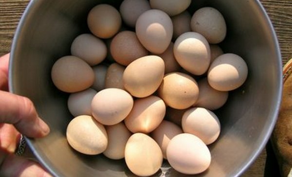 Сколько дней высиживает яйца цесарка