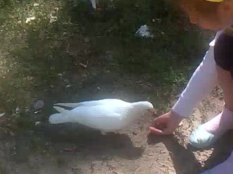 Как поймать голубя на улице посредством ловушки или голыми руками