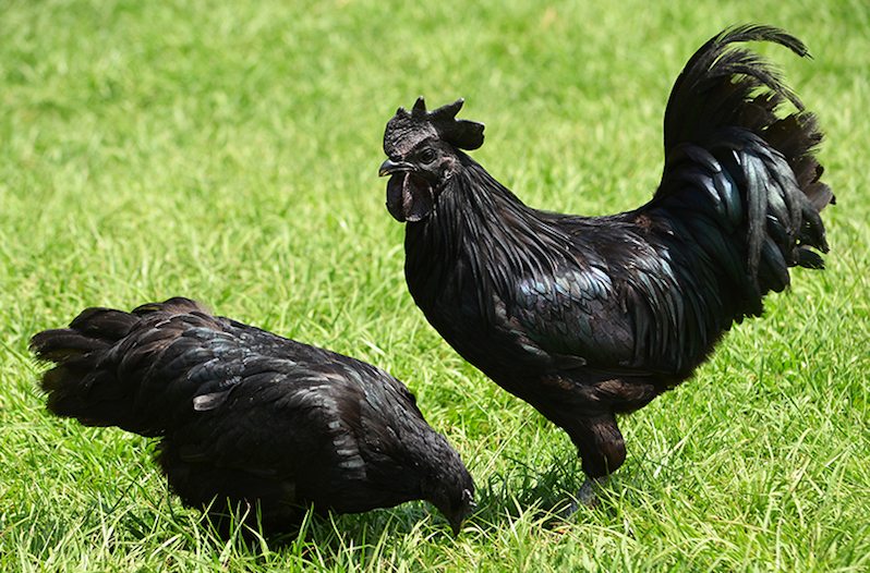 Моравская черная порода кур – описание и фото