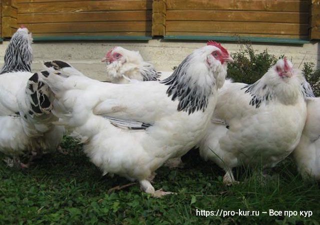 Порода кур Фавероль – от экстерьера до кормления французской птицы