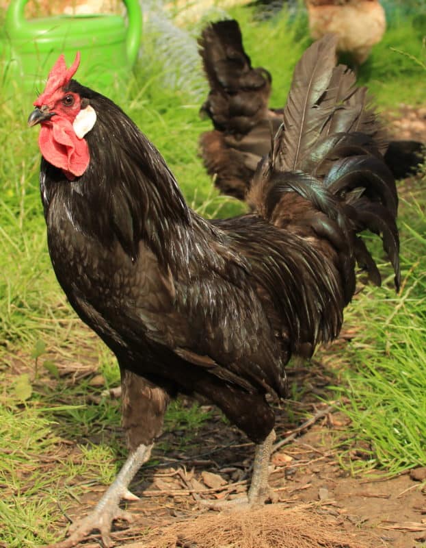 Ла Флеш порода кур – описание, фото и видео