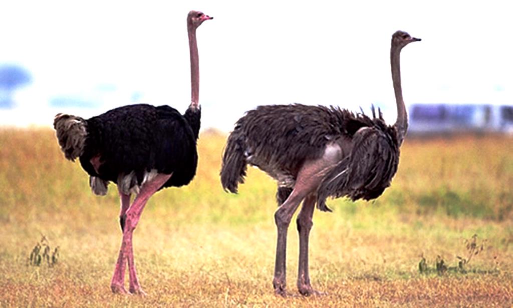 Болезни страусов – симптомы наиболее распространенных и опасных