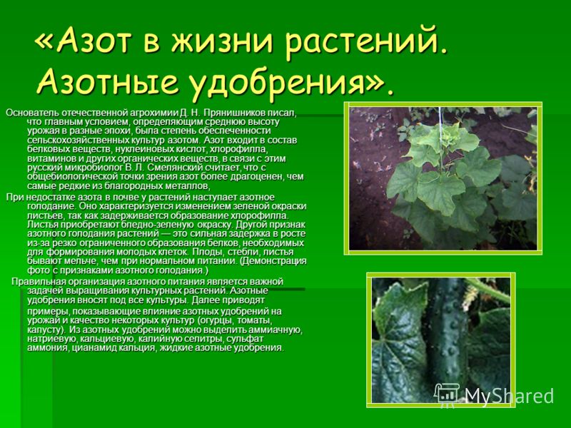 Азотные удобрения и важность азота для растений. Роль азота в жизни растений