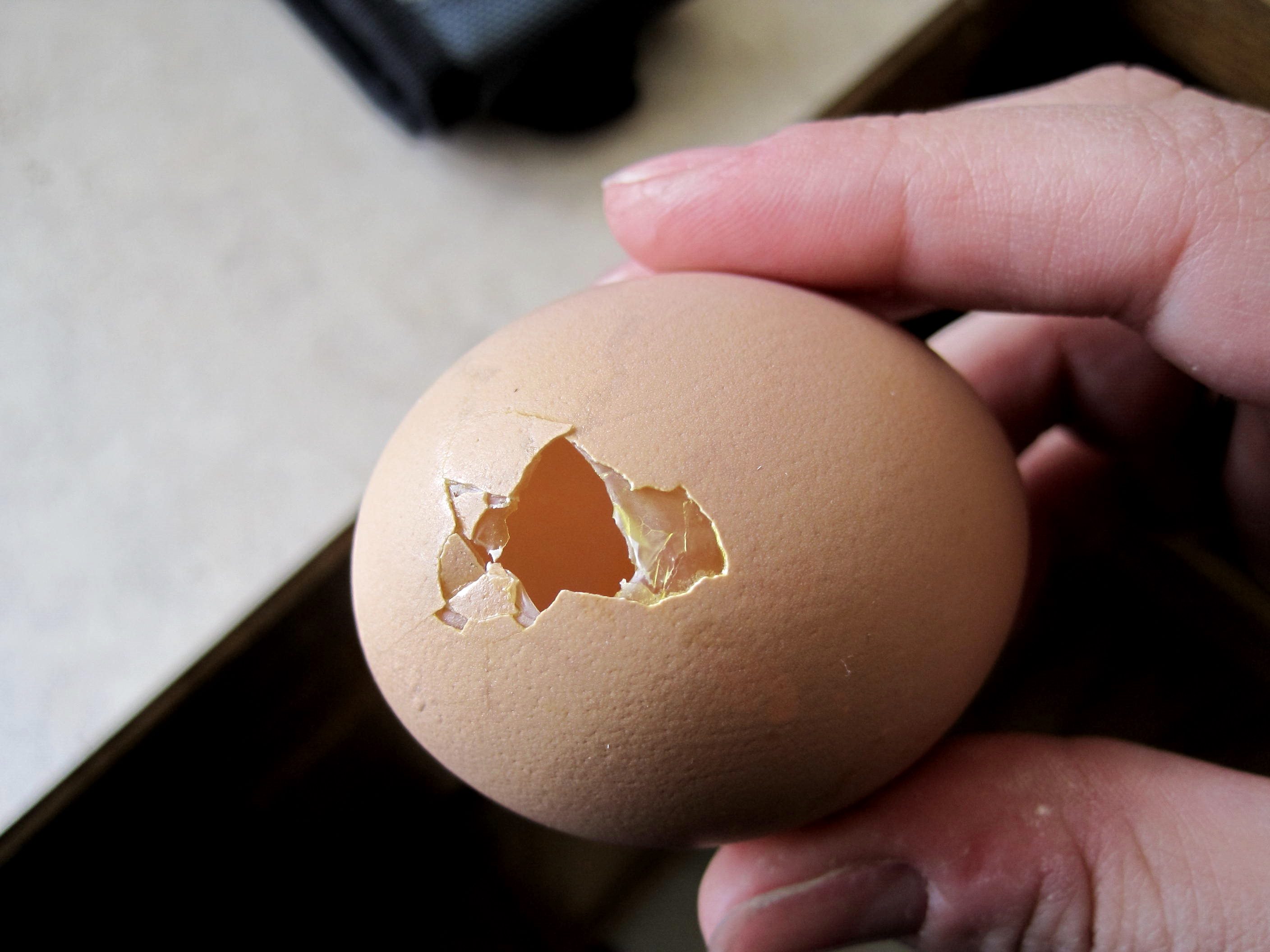 Как отучить кур клевать свои яйца?