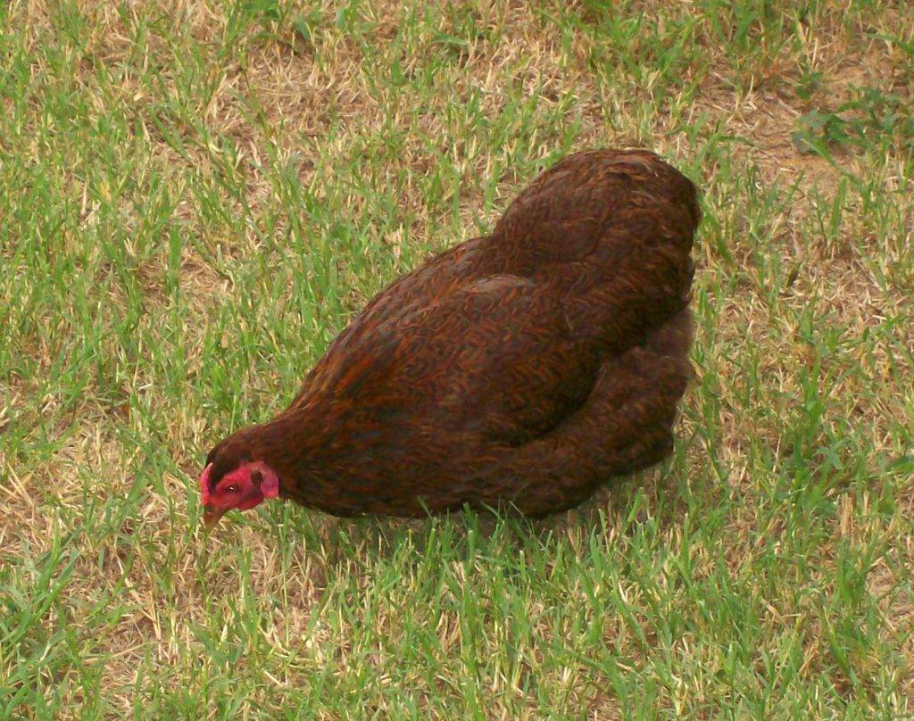 Браун Ник порода кур – описание, фото и видео