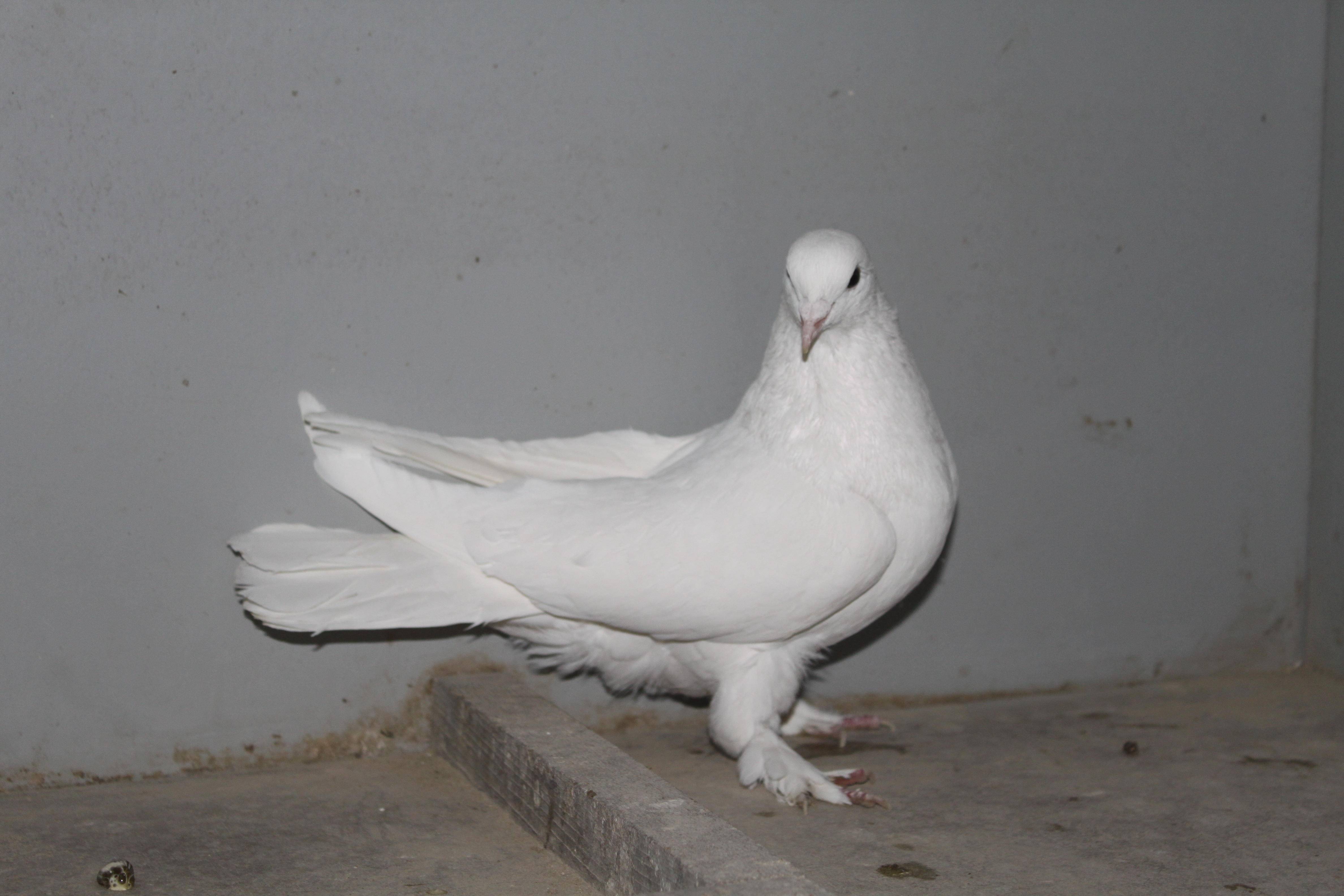 Особенности бойных голубей и описание их видов