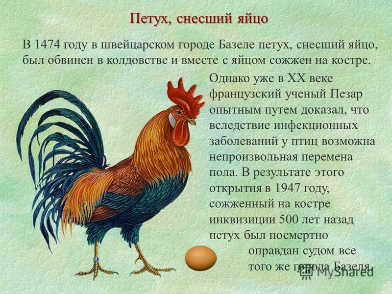 Интересное про кур и петухов, факты и мифы