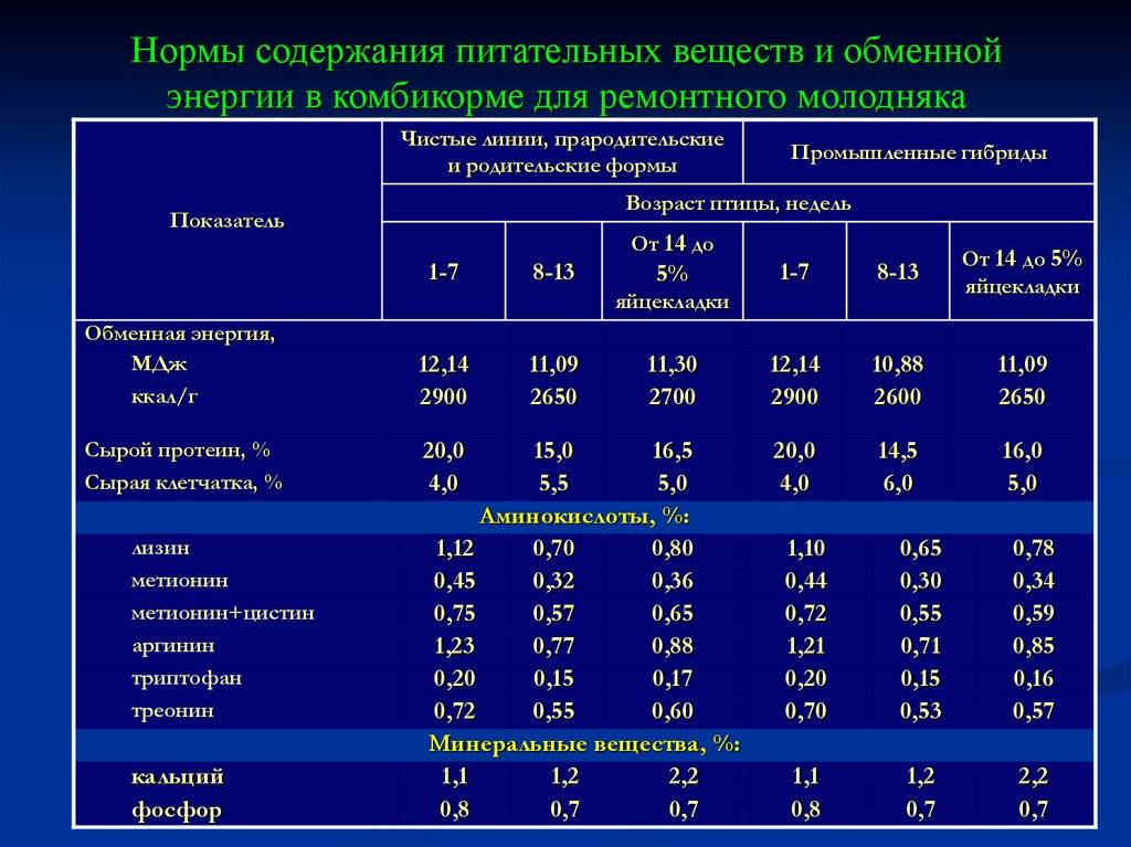 Норма корма для кур несушек за сутки