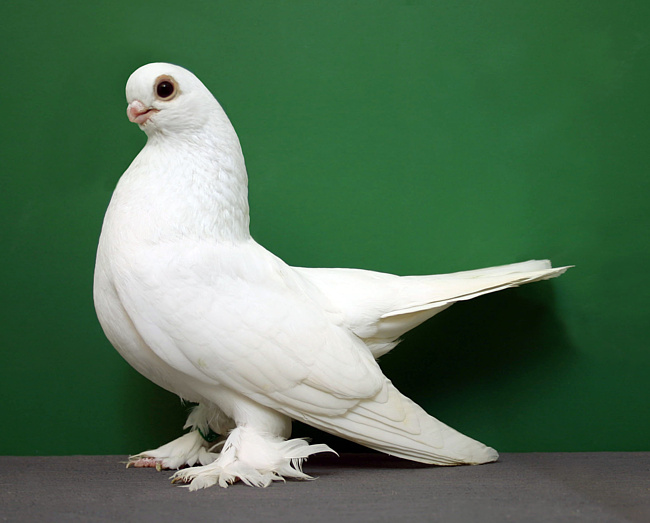 Породы голубей: самые известные представители четырех основных породных групп