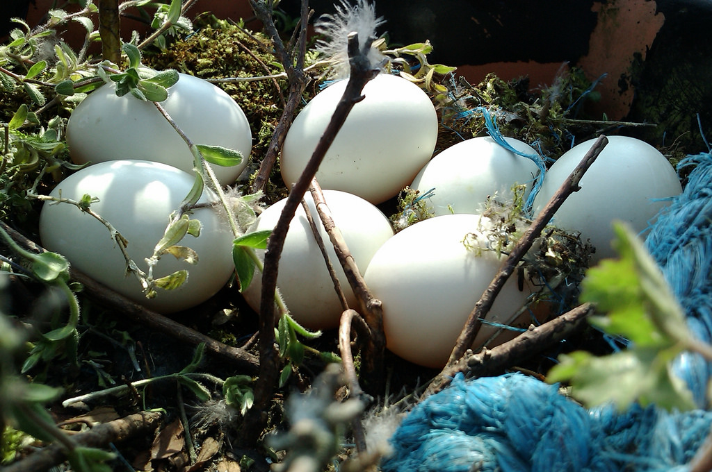Как посадить гусыню на яйца если она не хочет