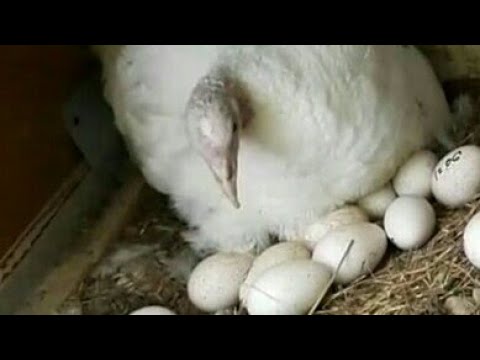 Как посадить гусыню на яйца если она не хочет
