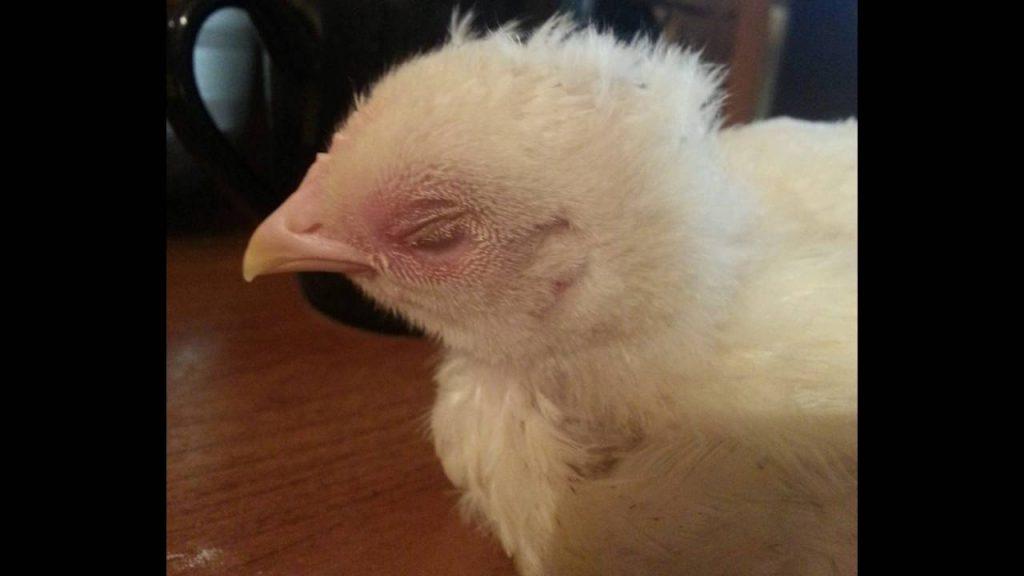 Кривая шея у цыпленка — что делать?