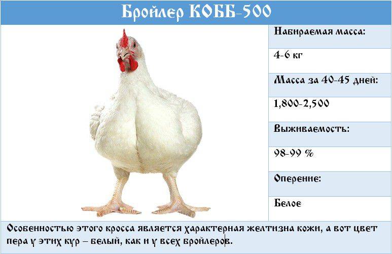 Бройлер Кобб 500 - мясной кросс кур. Характеристики, инкубация по дням, содержание, отзывы