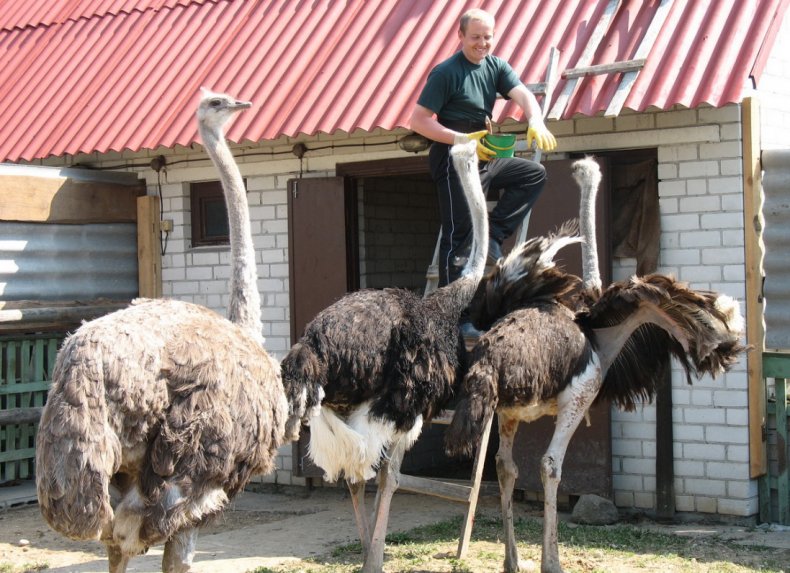 Содержание и разведение страусов в домашних условиях