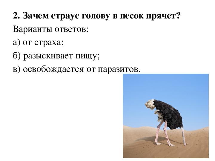 Прячет ли страус голову в песок: распространенные мифы