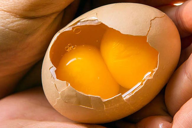 Яйцо в курице — как образовывается и развивается?