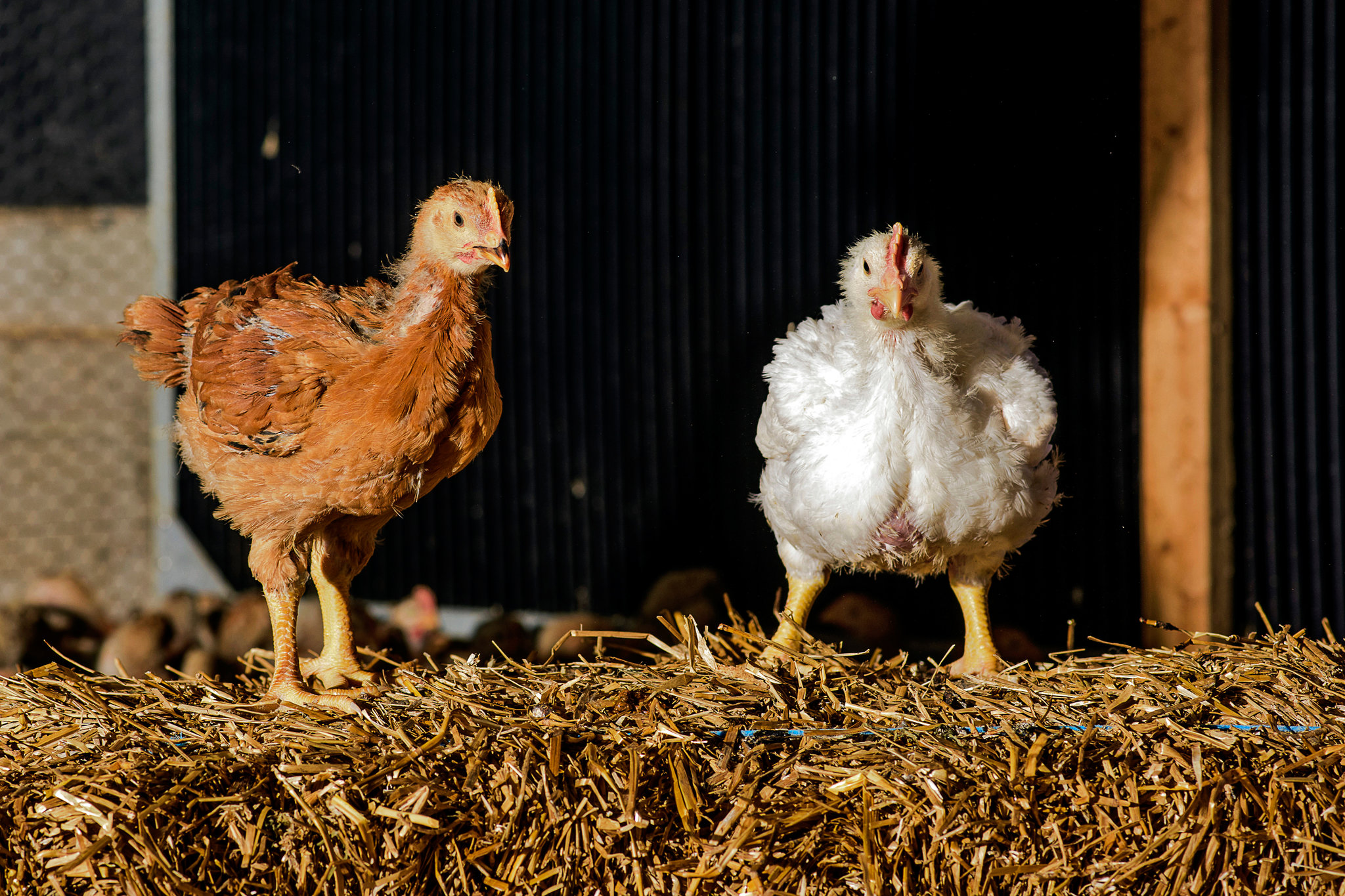Бройлерные цыплята и куры для домашнего разведения