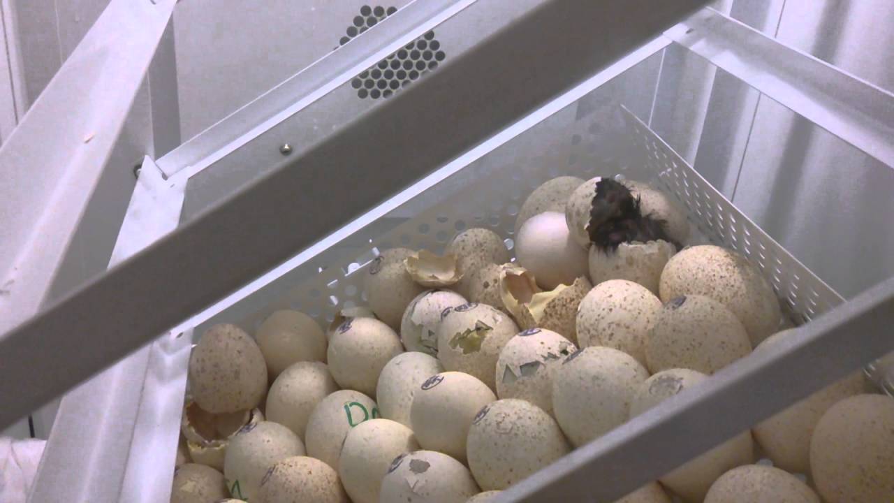 Инкубация индюшиных яиц и режим в домашних условиях