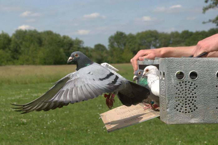 Чехи, или чешские почтовые голуби – особенности породы и спортивные качества