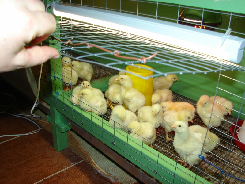 Сколько времени нужно держать цыплят в брудере под лампой?