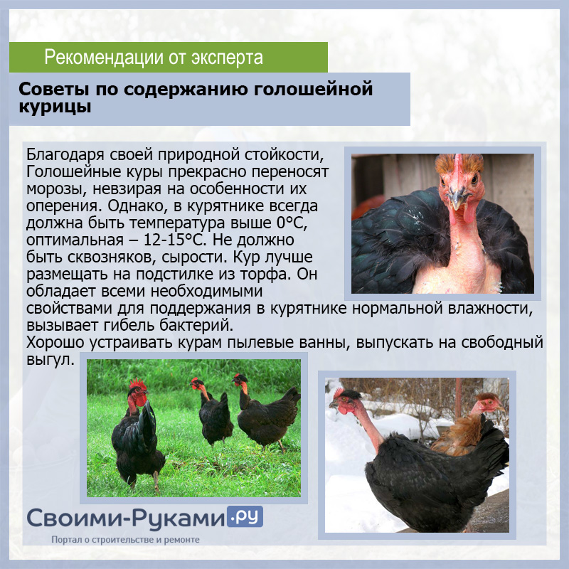 Голошейная - мясо-яичная порода кур. Описание, характеристики, разведение, кормление и инкубация