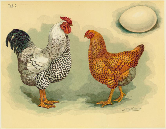 Шантеклер - мясо-яичная порода кур. Описание, характеристики, содержание, разведение и кормление