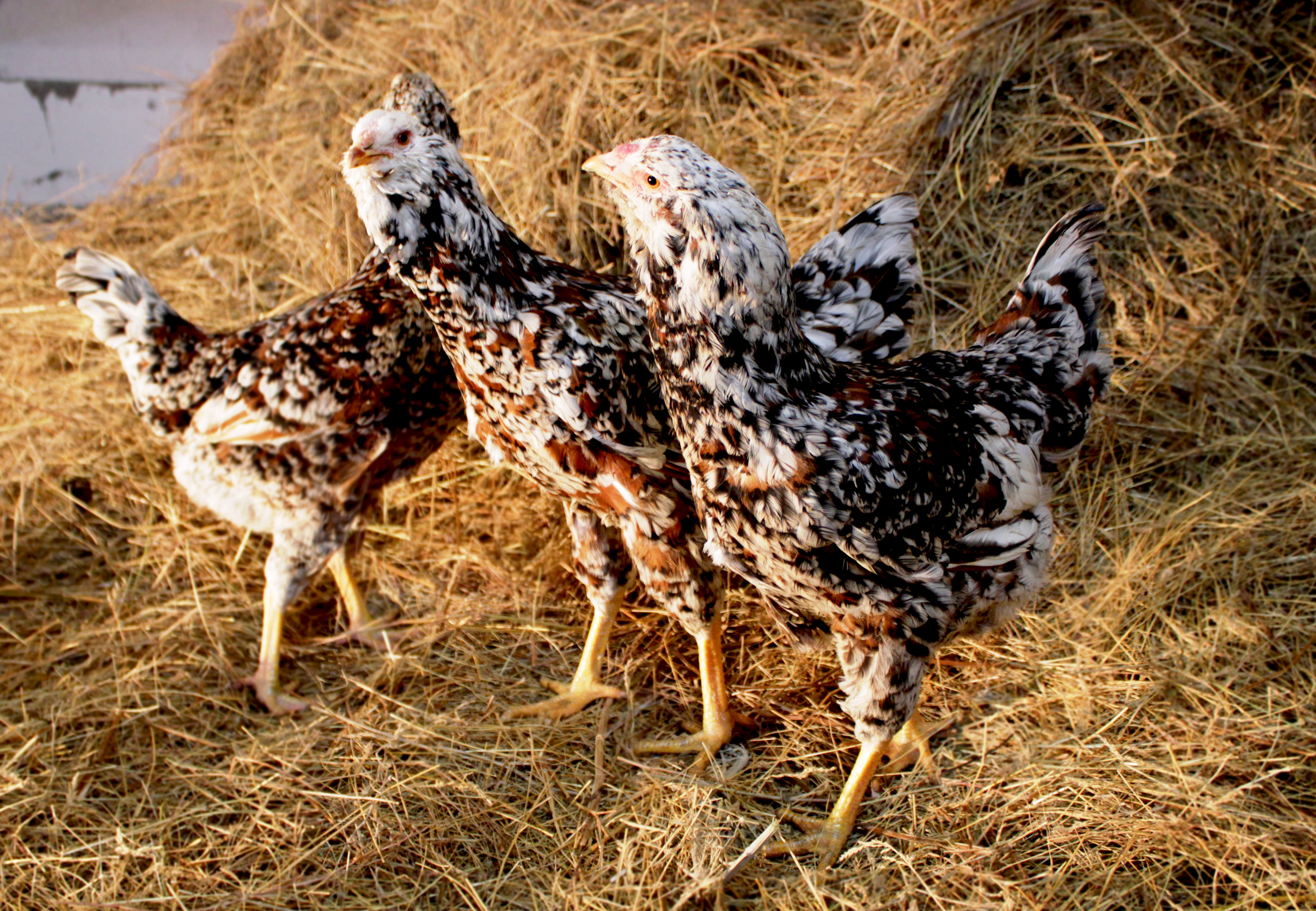Орловская порода кур — описание, фото и характеристики