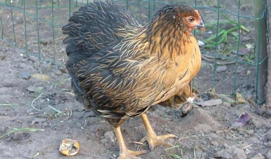 Супер Харко порода кур – описание, фото и видео