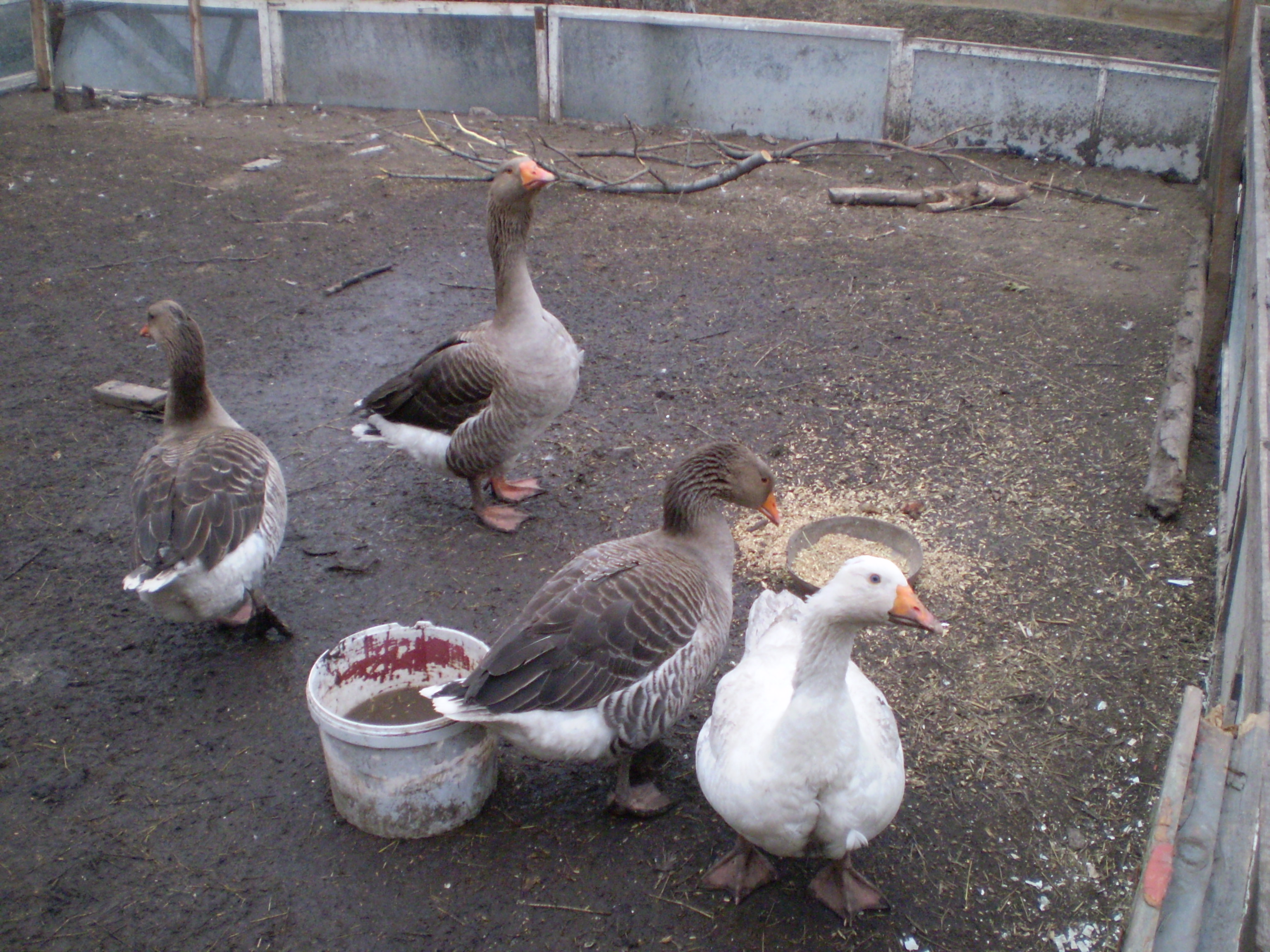Крупные серые украинские гуси – мой опыт выращивания
