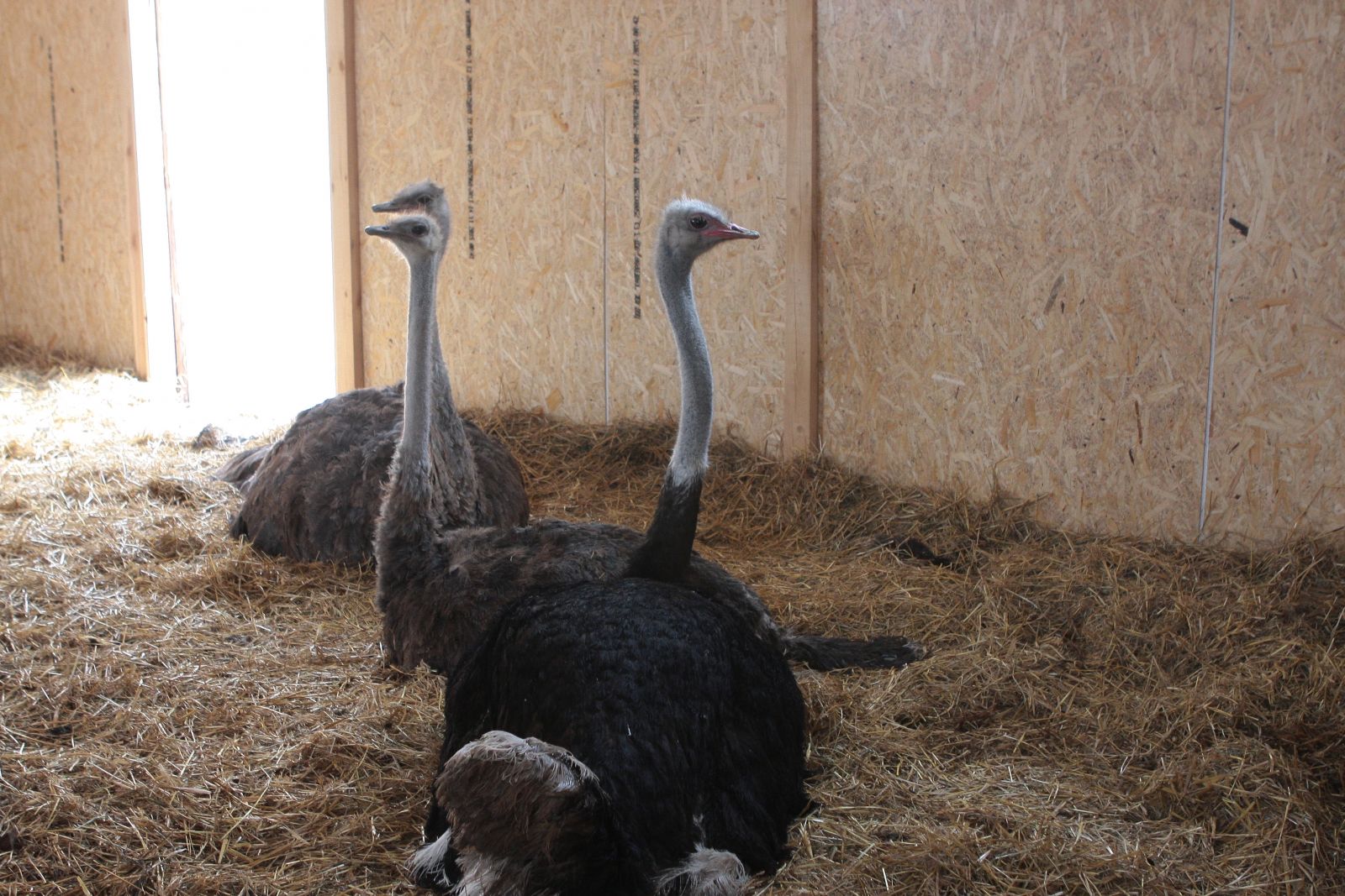 Разведение страусов: особенности содержания и выращивания