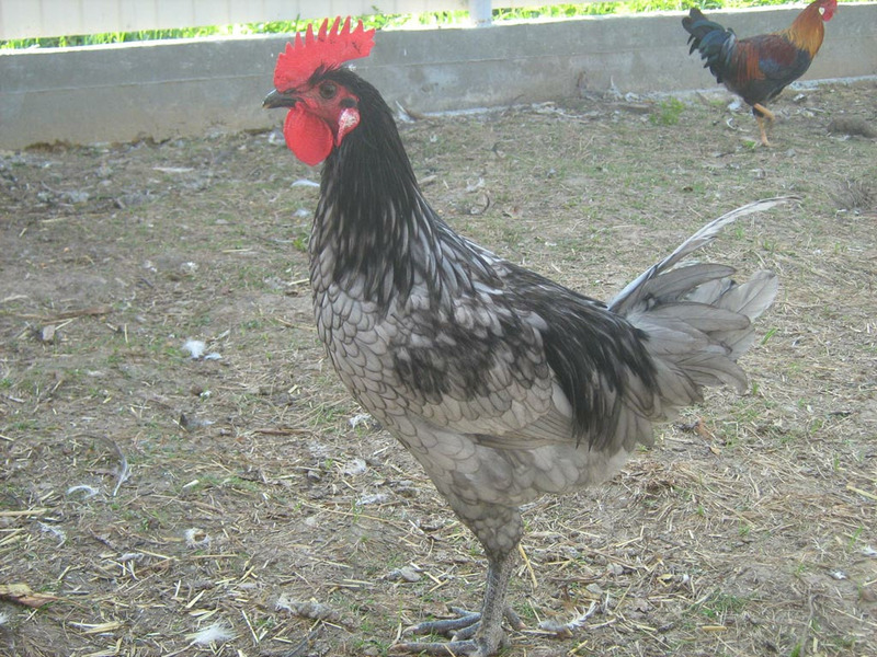 Андалузская голубая порода кур – описание, фото и видео