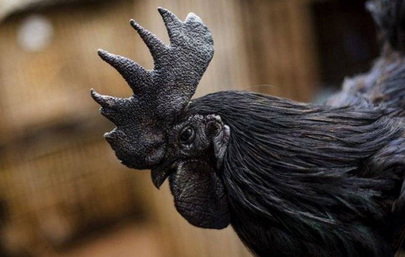 Кастеллана черная - мясо-яичная порода кур. Описание, характеристика, содержание, кормление и инкубация