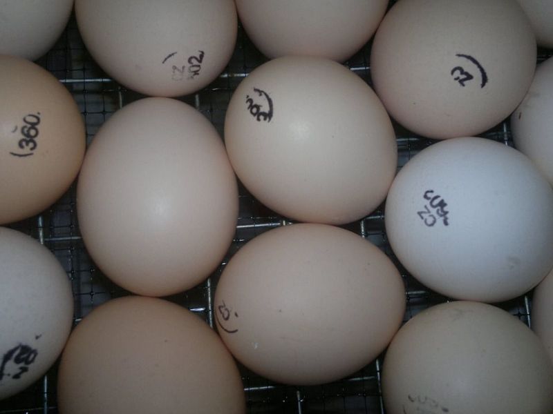 Где купить и как правильно выбирать инкубационное яйцо и птицу