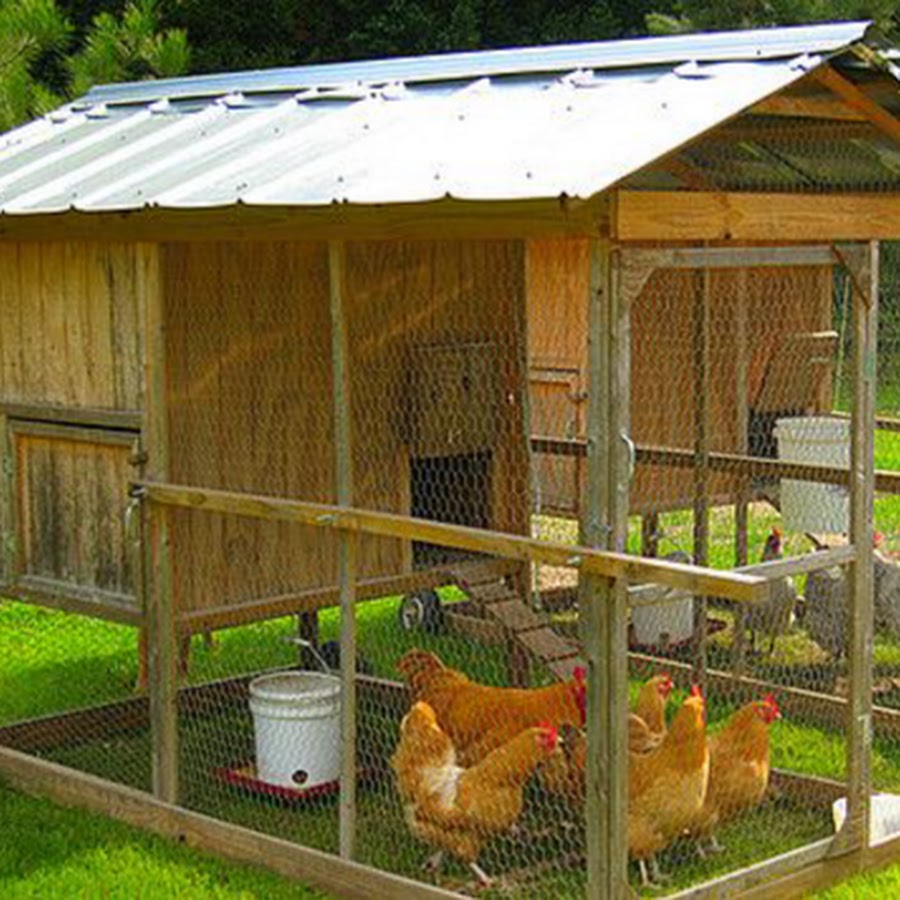 Разведение птицы в домашних условиях на даче или в саду
