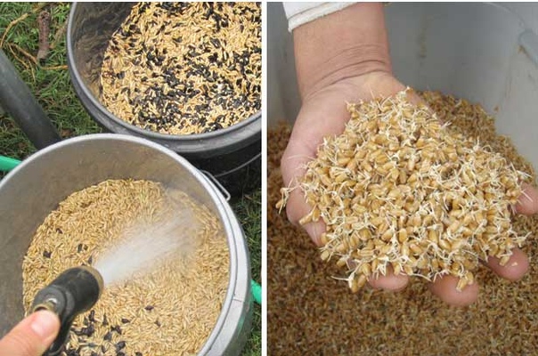Практические аспекты использования в рационе кур пророщенной пшеницы