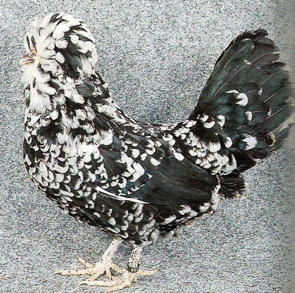 Королевская порода кур – описание с фото и видео из Китая